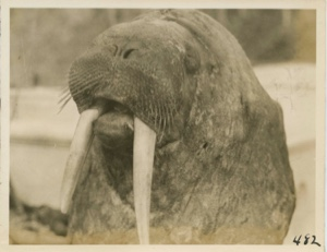 Image: Walrus Head